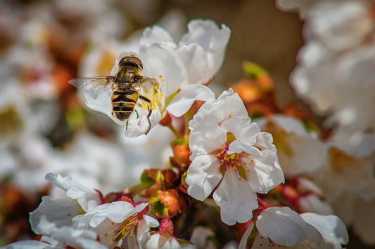 The Benefits of Manuka Honey